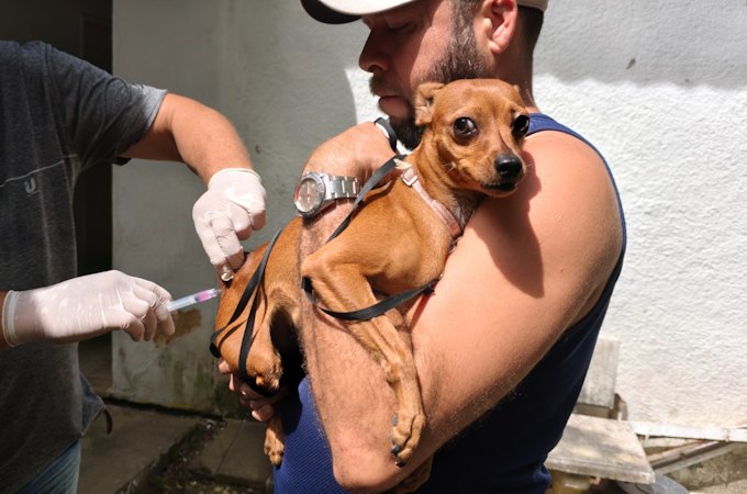 Campanha antirrábica 2026 começa dia 3 de novembro em Penedo