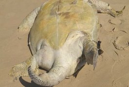 32 tartarugas marinhas são achadas mortas em praias de Pernambuco