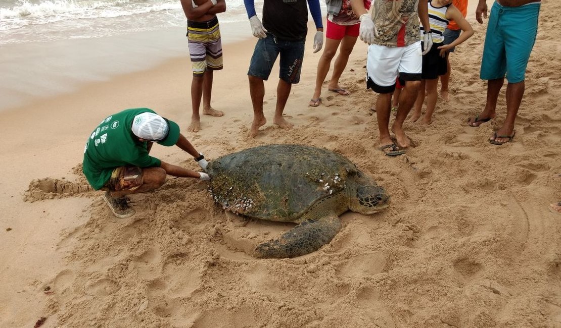 Ameaçada de extinsão, Tartaruga-verde é encontrada na praia do Mirante da Sereia, em Maceió