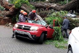 Antes de morrer em vendaval, jovem alertou: “Árvore está perigosa”