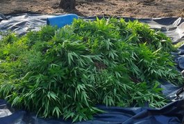 Operação policial apreende mais de 20 mil pés de maconha no Sertão alagoano