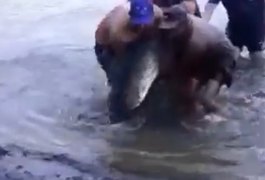 Vídeo. Pescadores pescam peixe de 2 metros no interior alagoano