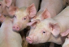 Alemanha detecta mais um caso de peste suína africana