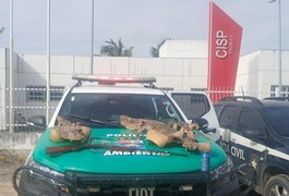 Operação apreende espingarda e peles de jacarés em Piaçabuçu