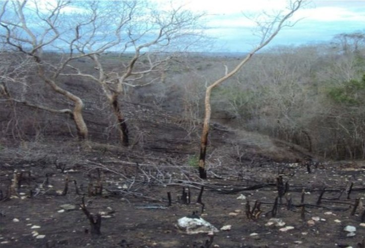 MPF aciona herdeiros por degradação ambiental em área de terra indígena em São Brás