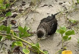 Gripe Aviária: Alagoas decide amanhã (10) plano de urgência para conter vírus H5N1 após morte de aves em praias