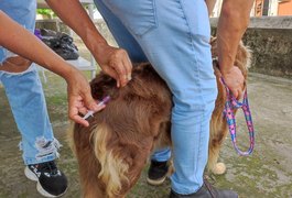 Abertura da campanha antirrábica em Penedo vacina cerca de 8 mil animais