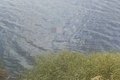 Corpo de homem é encontrado boiando no Lago da Perucaba, em Arapiraca