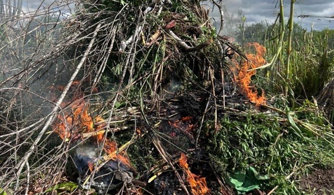 Operação conjunta da PF e PM/AL destrói 2,8 mil pés de maconha