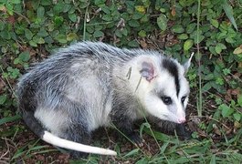 Cinco cassacos entram em residência e bombeiros são acionados na Zona da Mata