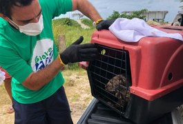 Lontra é encontrada por pescadores em praia da Barra de Santo Antônio