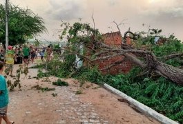 Árvore é atingida por raio e desaba em cima de residências em Santana do Ipanema