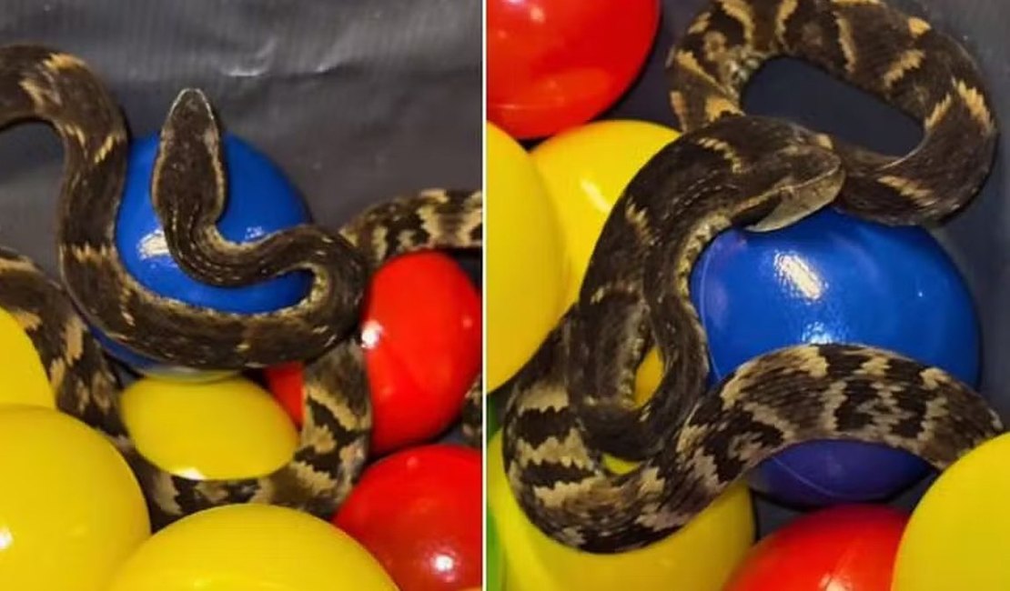 Jararaca é encontrada em piscina de bolinhas de restaurante