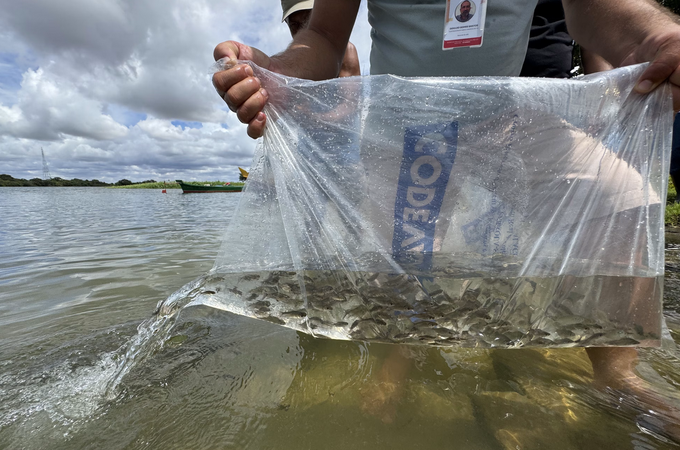 Bom Jesus 2026: Prefeitura de Penedo e Codevasf inserem cem mil alevinos no Rio São Francisco