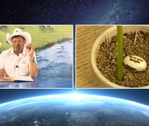 Justiça intima Saúde a fazer alerta sobre feijão de pastor que promete cura