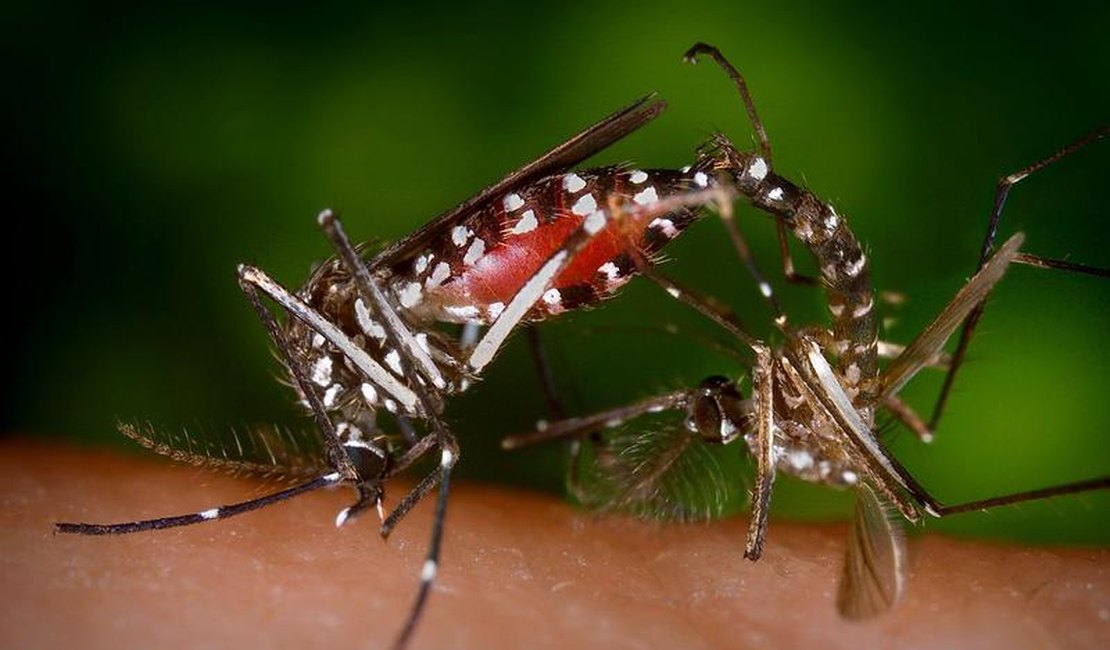 Novo método de biovigilância ajuda a detectar zika em mosquitos e humanos