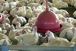 Brasil se autodeclara livre da gripe aviária após etapa de isolamento