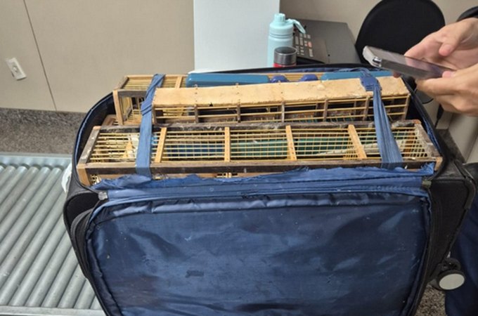 Ação integrada da PCAL e Polícia Federal apreendem 42 aves silvestres em bagagem no Aeroporto de Rio Largo