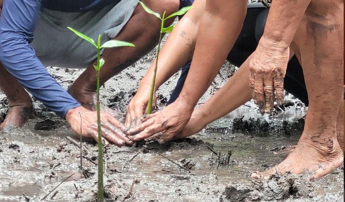 Projeto ﻿Pró-Manguezais, em Alagoas é finalista de uma das principais premiações ambientais do Brasil