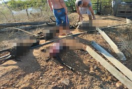 Vídeo. Mistério no Agreste alagoano: animais são encontrados esquartejados e populares especulam causa da morte