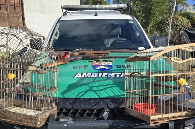 PM apreende espingardas e resgata animais silvestres em Piaçabuçu