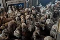 A chocante imagem de 250 cães resgatados em sala de casa no Reino Unido