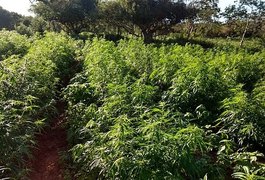 Plantação com 50 mil pés de maconha é descoberta no Nordeste