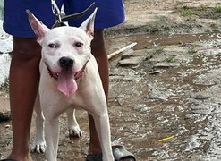 Menor é flagrado conduzindo pitbull sem focinheira e responsável é autuado em Arapiraca
