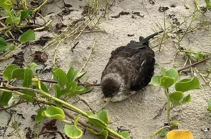 Gripe Aviária: Alagoas decide amanhã (10) plano de urgência para conter vírus H5N1 após morte de aves em praias