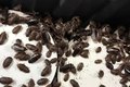 Mais de 100 mil baratas avaliadas em aproximadamente R$ 700 mil são apreendidas na Austrália