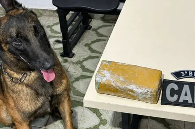 Cão farejador localiza 535 gramas de maconha em casa abandonada em Arapiraca