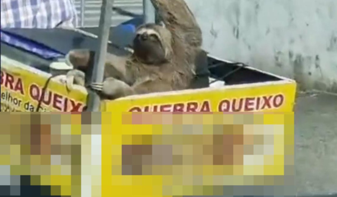 Bicho-preguiça é visto no trânsito de Maceió sendo transportado em motocicleta