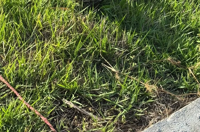 Jacaré é capturado em área urbana e devolvido à natureza em Palmeira dos Índios