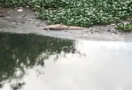 Jacaré é encontrado morto nas margens do Riacho Piauí e acende alerta ambiental