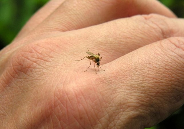 Recém-nascida de 18 dias morre com suspeita de chikungunya em São Miguel dos Campos