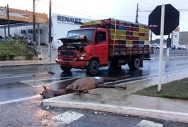 Cavalo morre em colisão com caminhão que transporta galinha, em Arapiraca