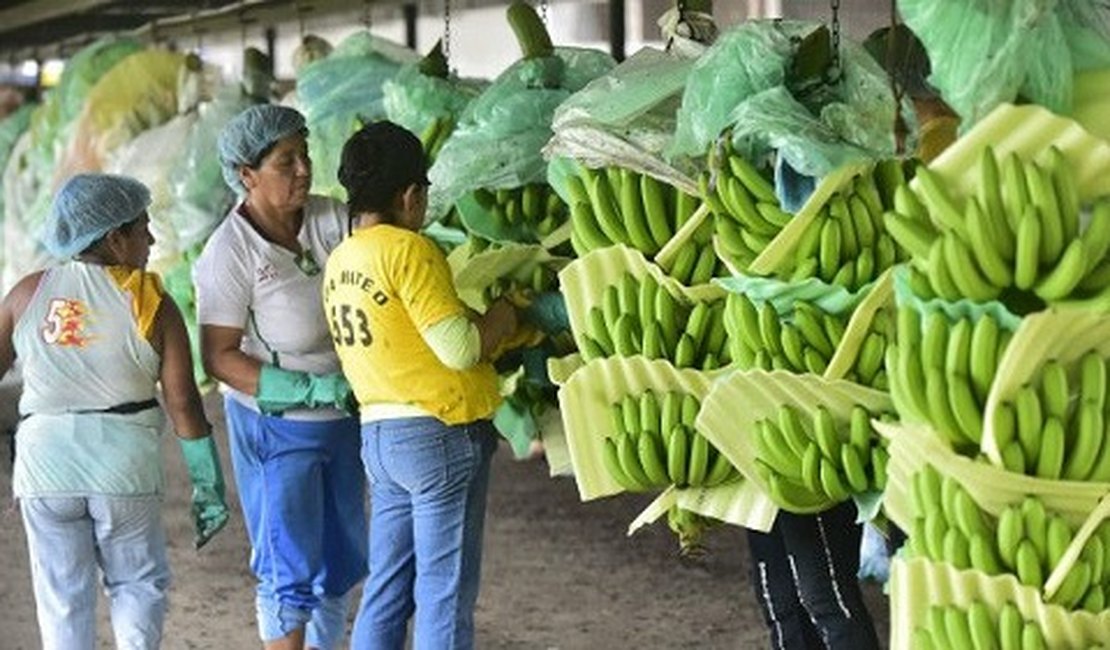 Bananas correm risco de extinção