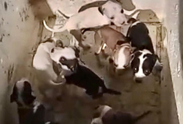 Polícia Civil localiza suspeito de abandonar 11 filhotes e instaura inquérito por maus-tratos a animais