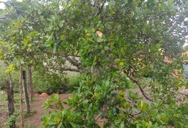 Homem é encontrado morto com golpes de arma branca dentro de buraco, em Arapiraca