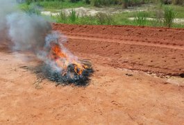 PC destrói bananas de dinamite apreendidas durante operação, em AL