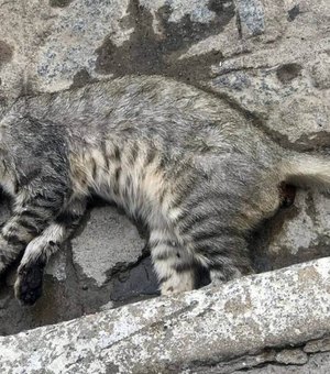 Morte de aproximadamente 20 gatos intriga moradores de três bairros em São Miguel dos Campos