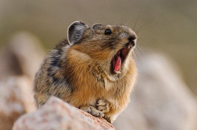 Pika de 20 centímetros está sob ameaça de extinção