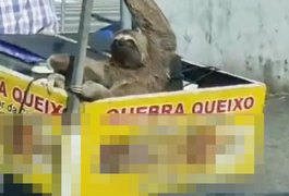 Bicho-preguiça é visto no trânsito de Maceió sendo transportado em motocicleta