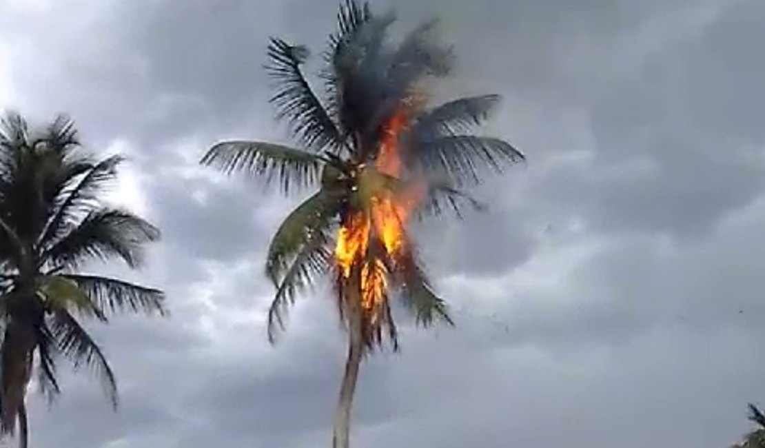 Vídeo. Coqueiro pega fogo após ser atingido por raio, em Arapiraca