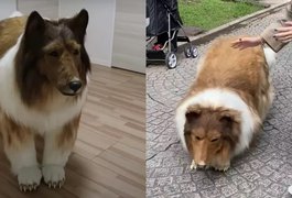 Homem que gastou R$ 72 mil para virar cão agora quer 'fêmea' para ter companhia
