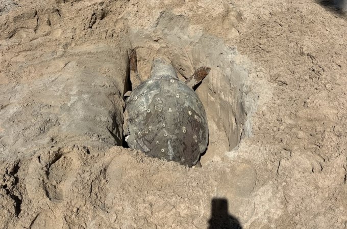 Tartaruga-cabeçuda é encontrada morta na Praia de Ponta Verde, em Maceió