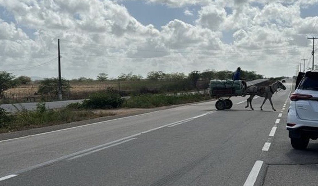 Advogada de Arapiraca perde bebê após acidente com animal solto na pista e faz denúncia sobre risco constante em rodovia