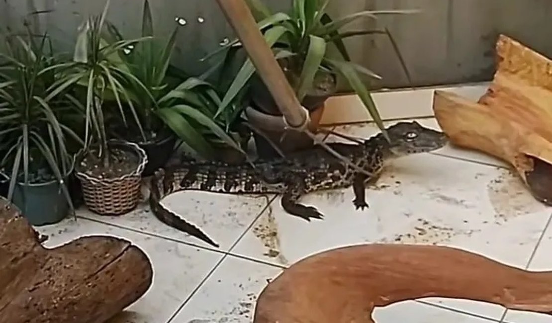 Proprietário de quiosque na Praia do Francês encontra jacaré em seu estabelecimento