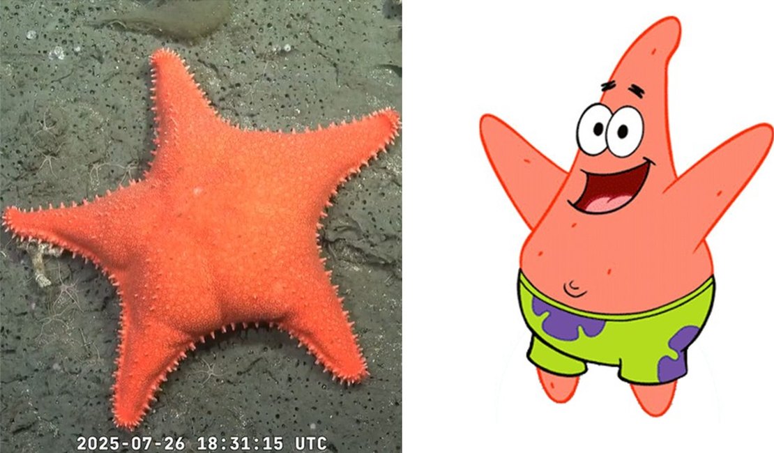 'É o Patrick': estrela-do-mar com 'bumbum' surpreende cientistas no fundo do mar na Argentina