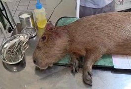 Capivara resgatada no Farol morreu por miopatia de captura, aponta avaliação veterinária